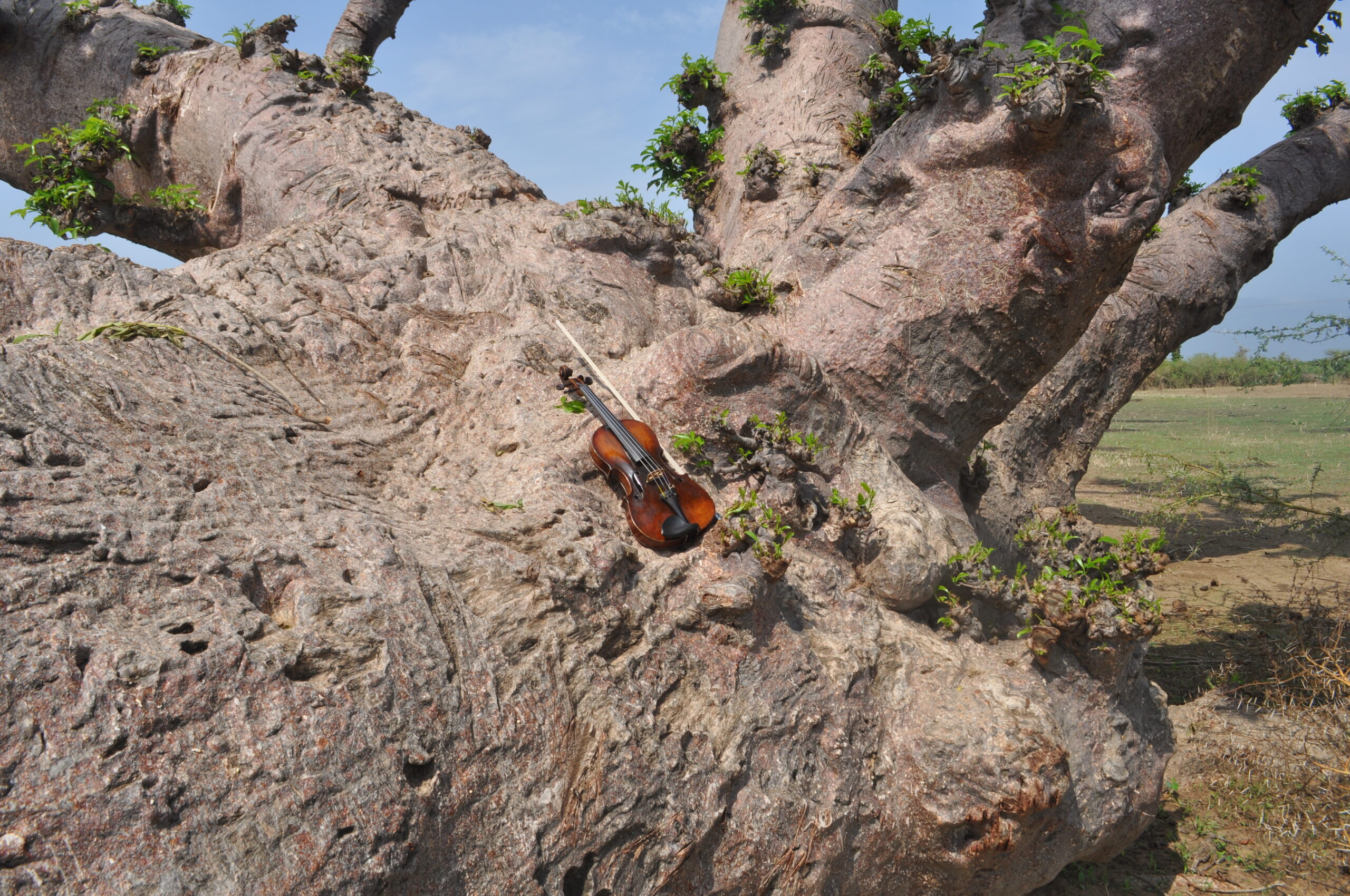 Violon sur baobab sacré, Sénégal
